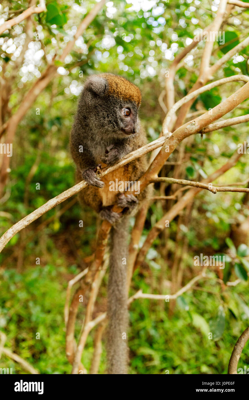 Der Osten weniger Bambus Lemur (Hapalemur früh), sanfte Aka der grauen Bambus Lemur und den grauen Lemur. Stockfoto