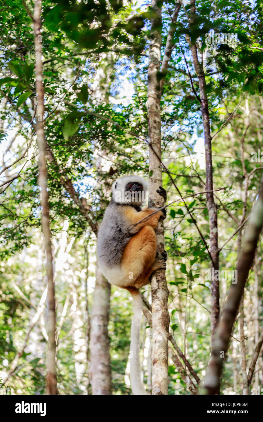 Lemur an einem Baum festhalten Stockfoto
