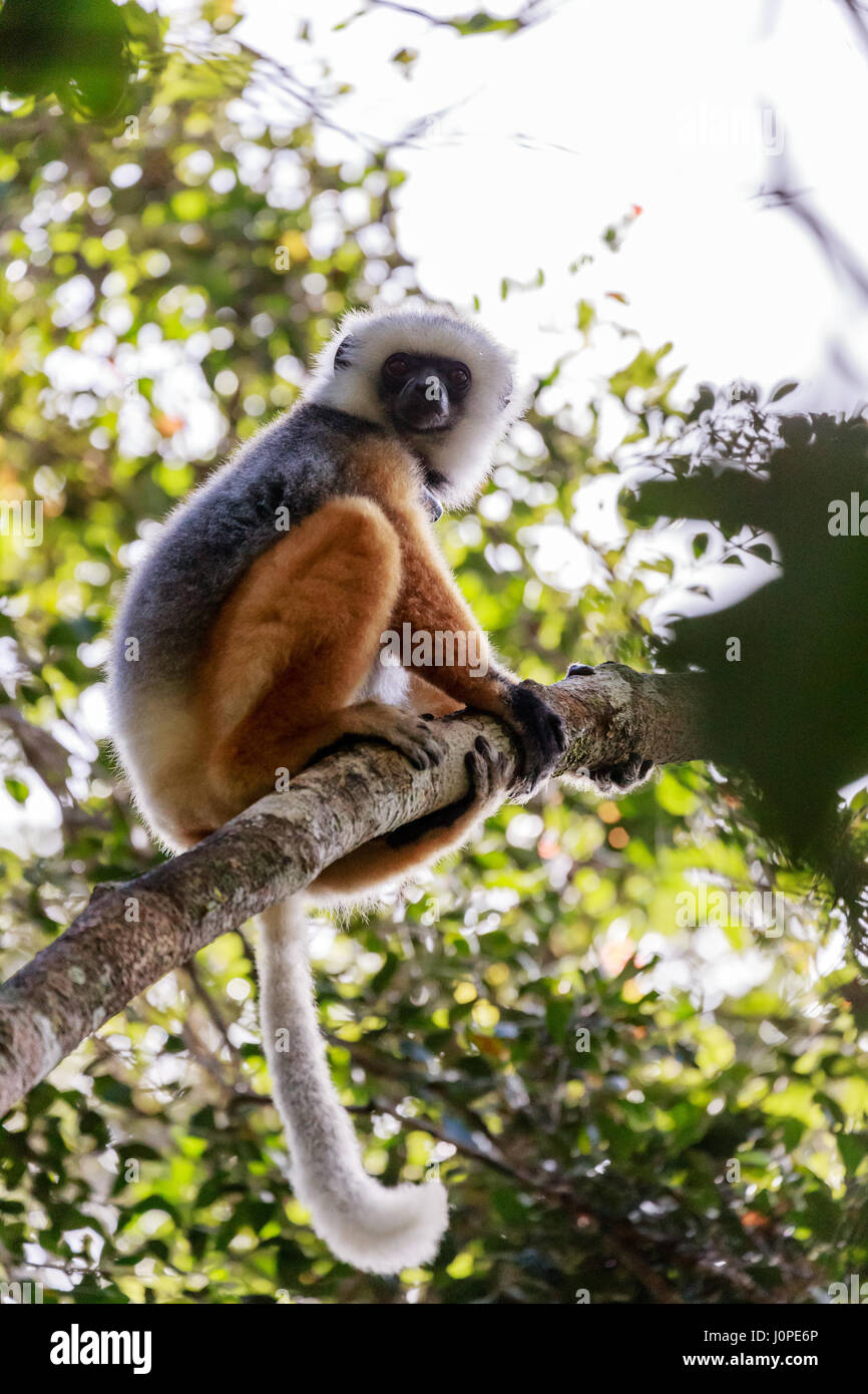 Lemur auf dem Baum Scannen seiner Umgebung für Gefahr Stockfoto