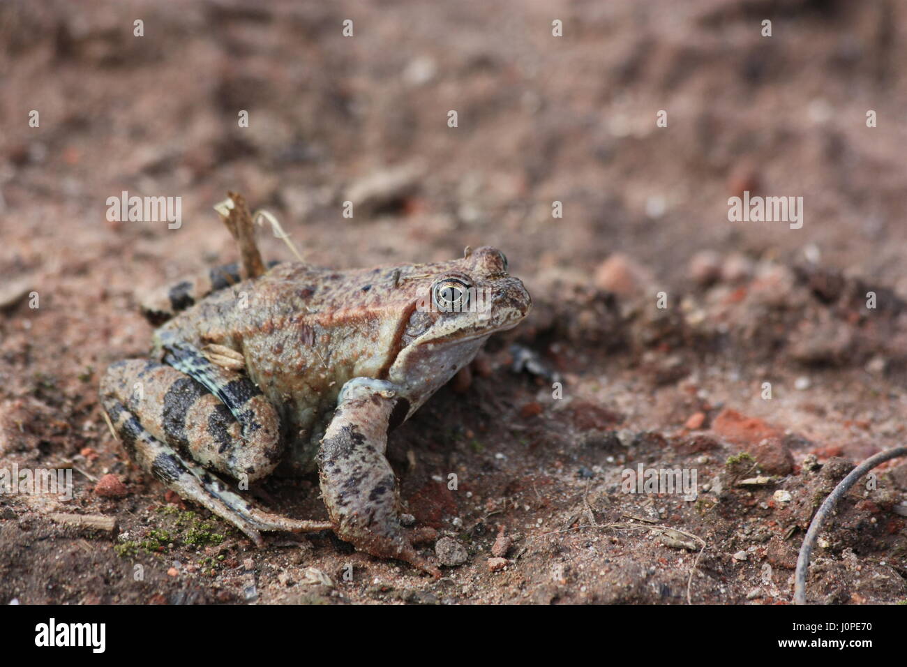 Der Grasfrosch (Rana Temporaria), auch bekannt als die Europäische Grasfrosch, Europäische braune Grasfrosch oder europäischen Grasfrosch Stockfoto