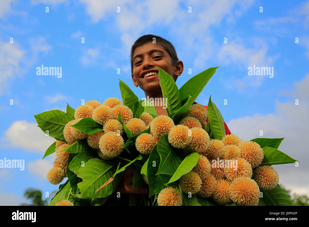 Ein Junge hält eine Reihe von Neolamarckia Cadamba auch bekannt als Anthocephalus cadamba,Kadam.Dhaka, Bangladesch. Stockfoto