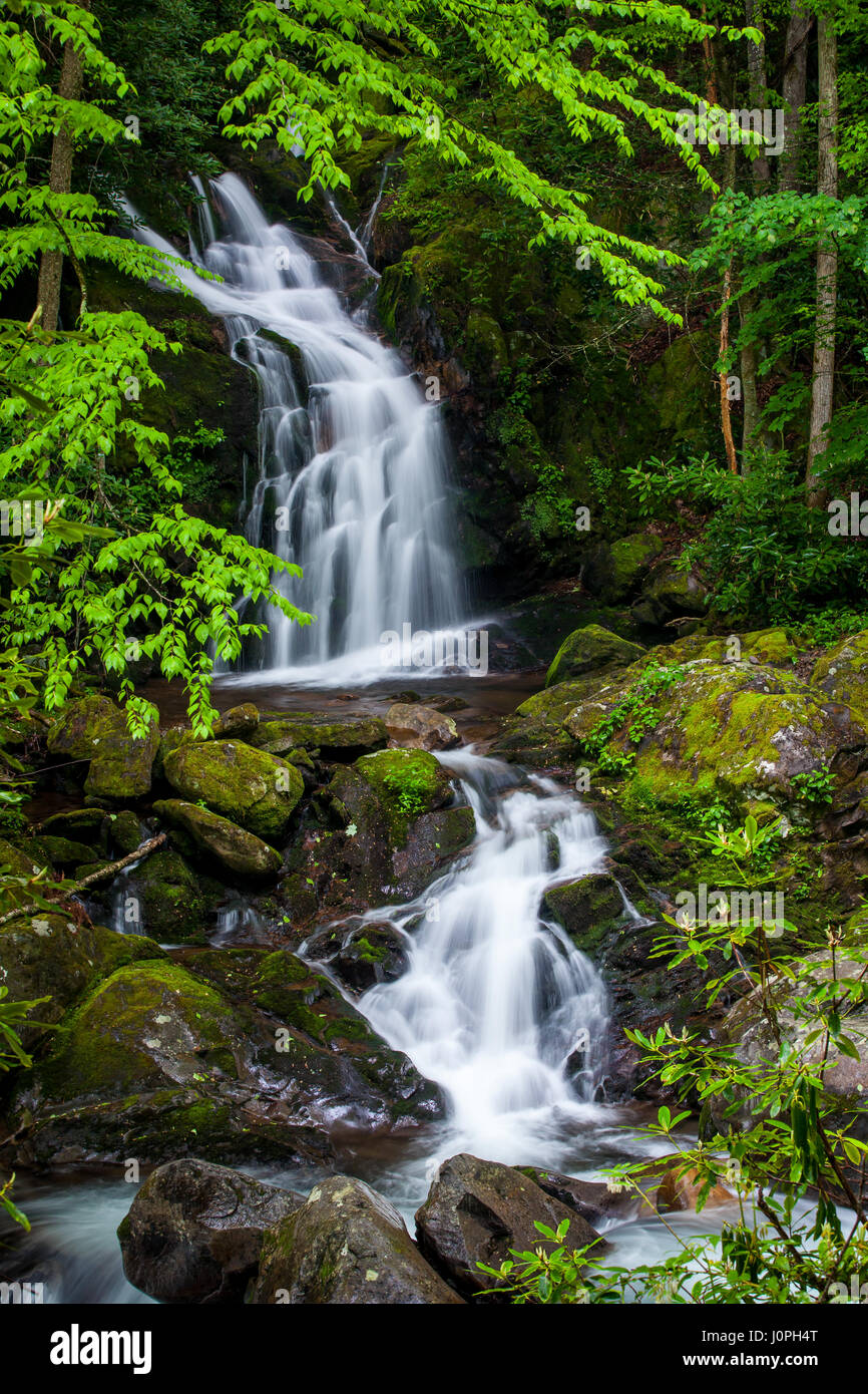 Maus Creek Falls entleeren in Big Creek innerhalb des Great Smoky Mountain National Park. Big Creek fließt ostwärts durch den nordwestlichen Bereich des Parks. Die Fälle selbst können sich über einen 2 km langen Weg, folgt in der Regel Big Creek erreicht werden, und hat mehrere spektakuläre Aussicht auf die Berge. Stockfoto