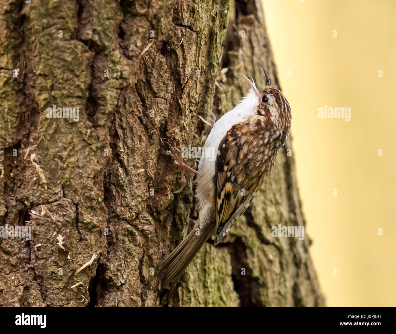 Waldbaumläufer (Certhia Familiaris) thront auf Baumstamm, Warwickshire Stockfoto