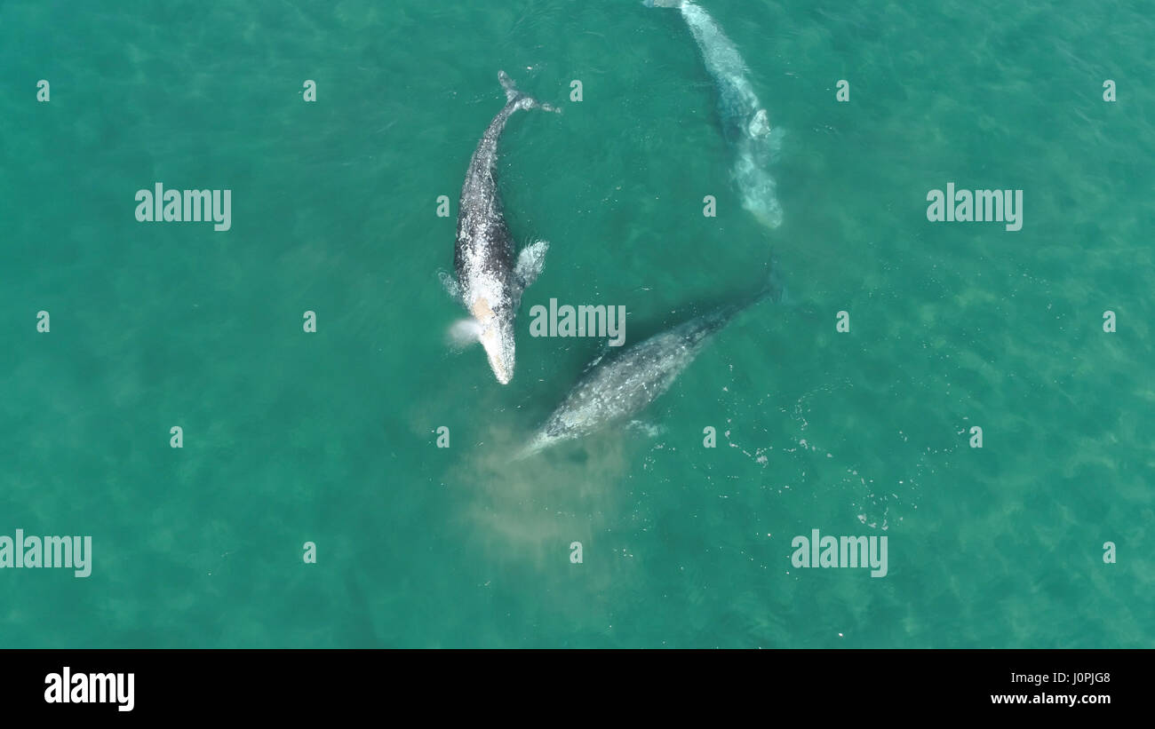 Drei junge Grauwale ernähren sich von krill Stockfoto