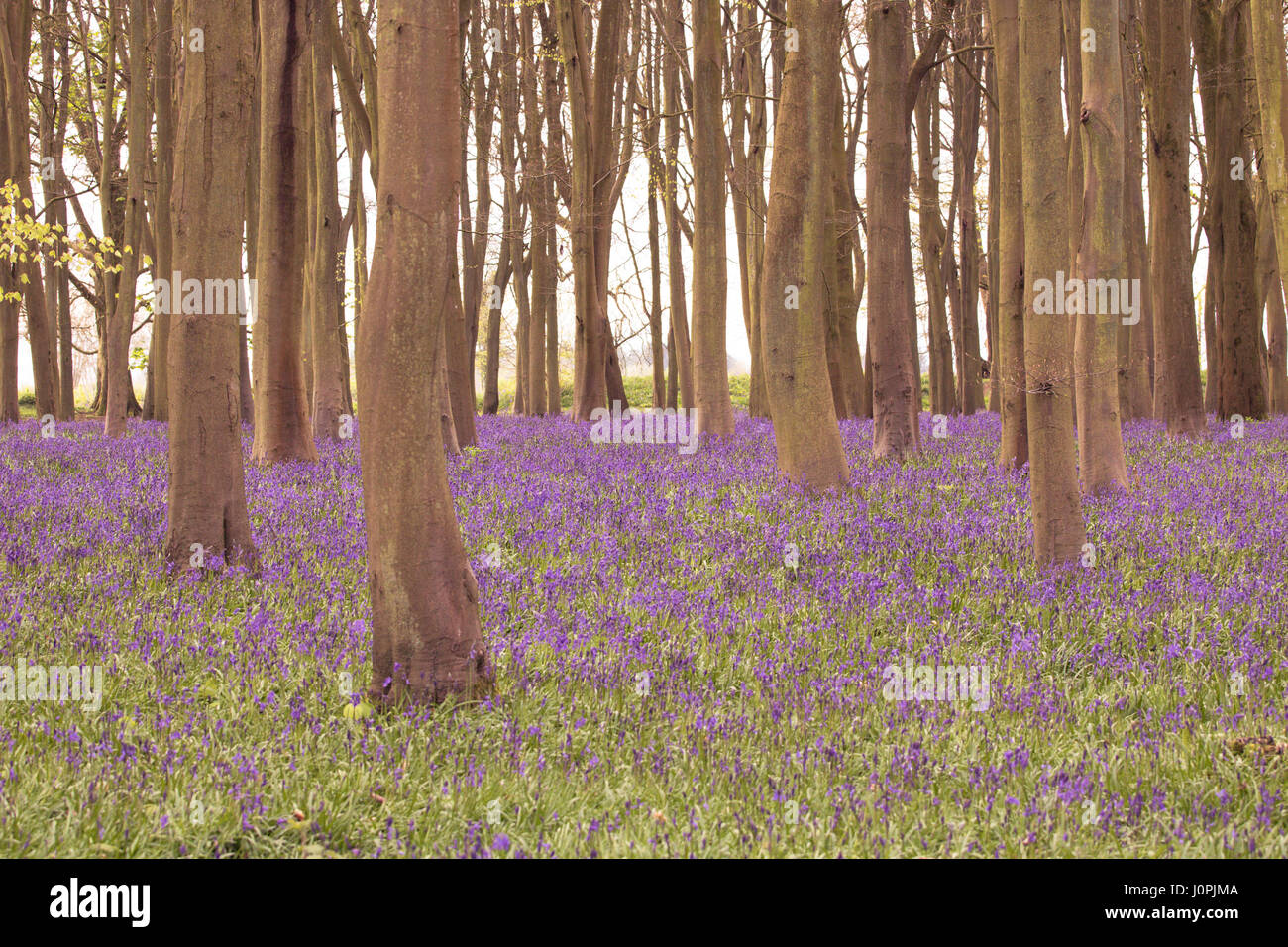 Bluebell Holz, Wiltshire Stockfoto