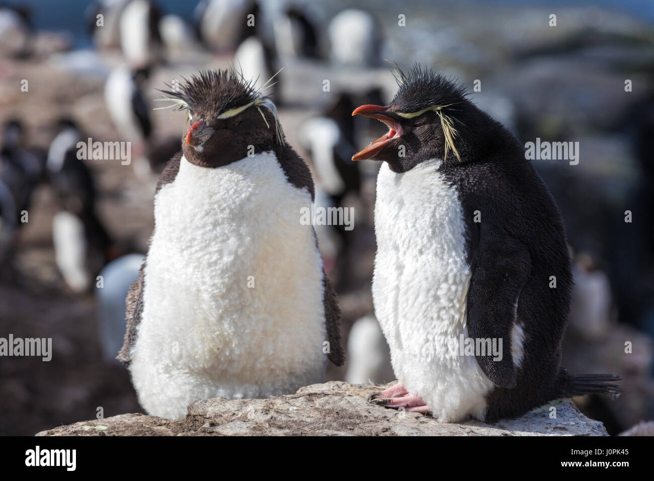 Rockhopper düsterer Insel Stockfoto