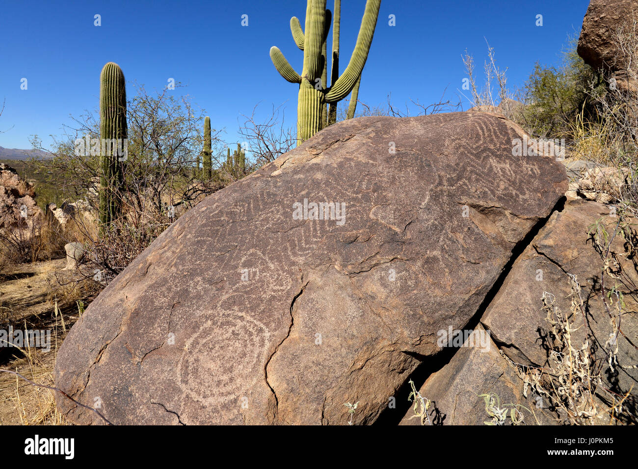 Petroglyphen auf den Felsen in der Nähe von Saguaro Kaktus, (Carnegiea Gigantea), in den Ausläufern der Santa Catalina Mountains, Sonora-Wüste, Catalina, Arizona, Stockfoto