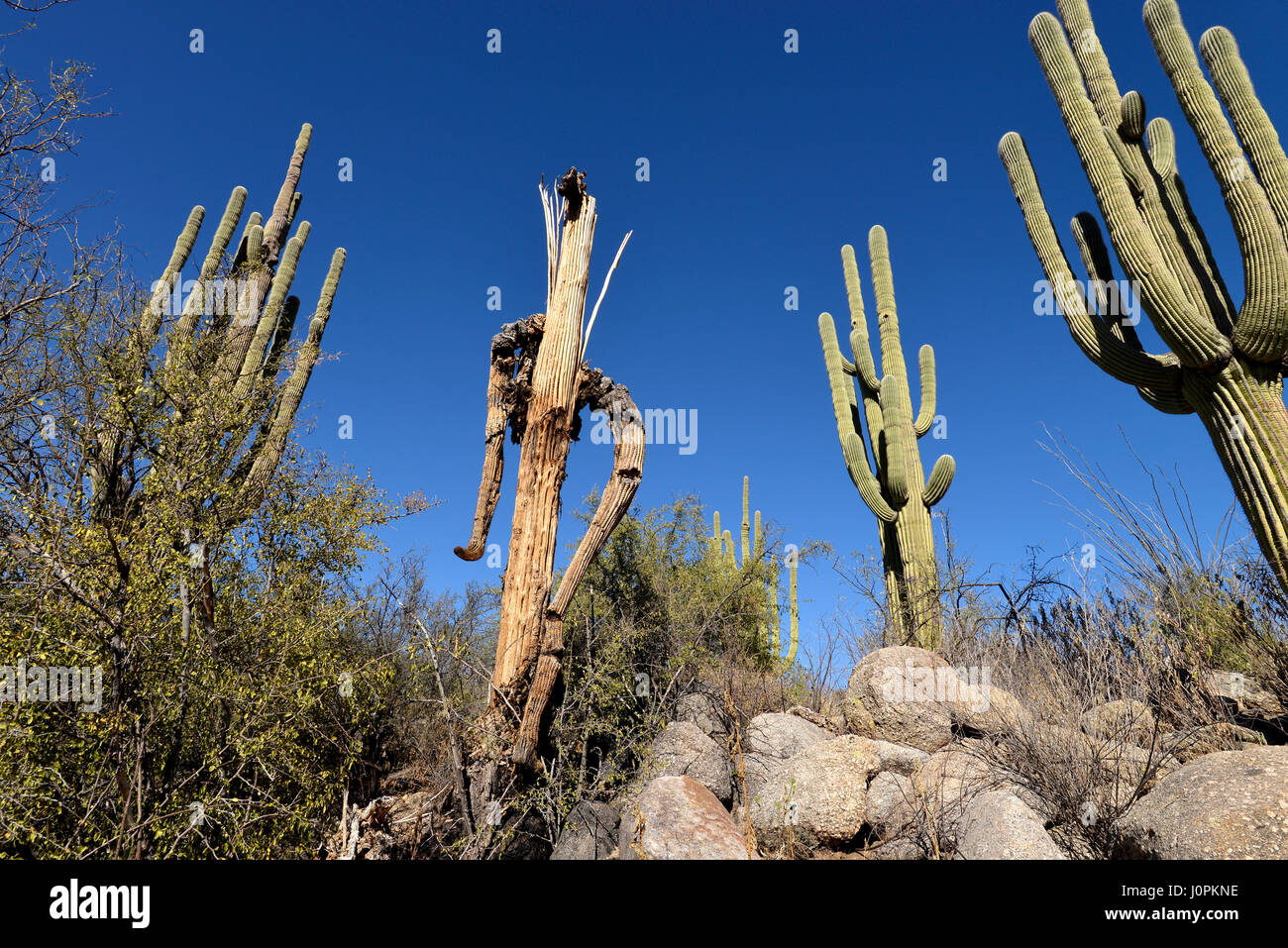 Das Skelett oder Reste von einem verstorbenen Saguaro Kaktus (Carnegiea Gigantea), in den Ausläufern der Santa Catalina Mountains, Sonora-Wüste, Catalina Stockfoto