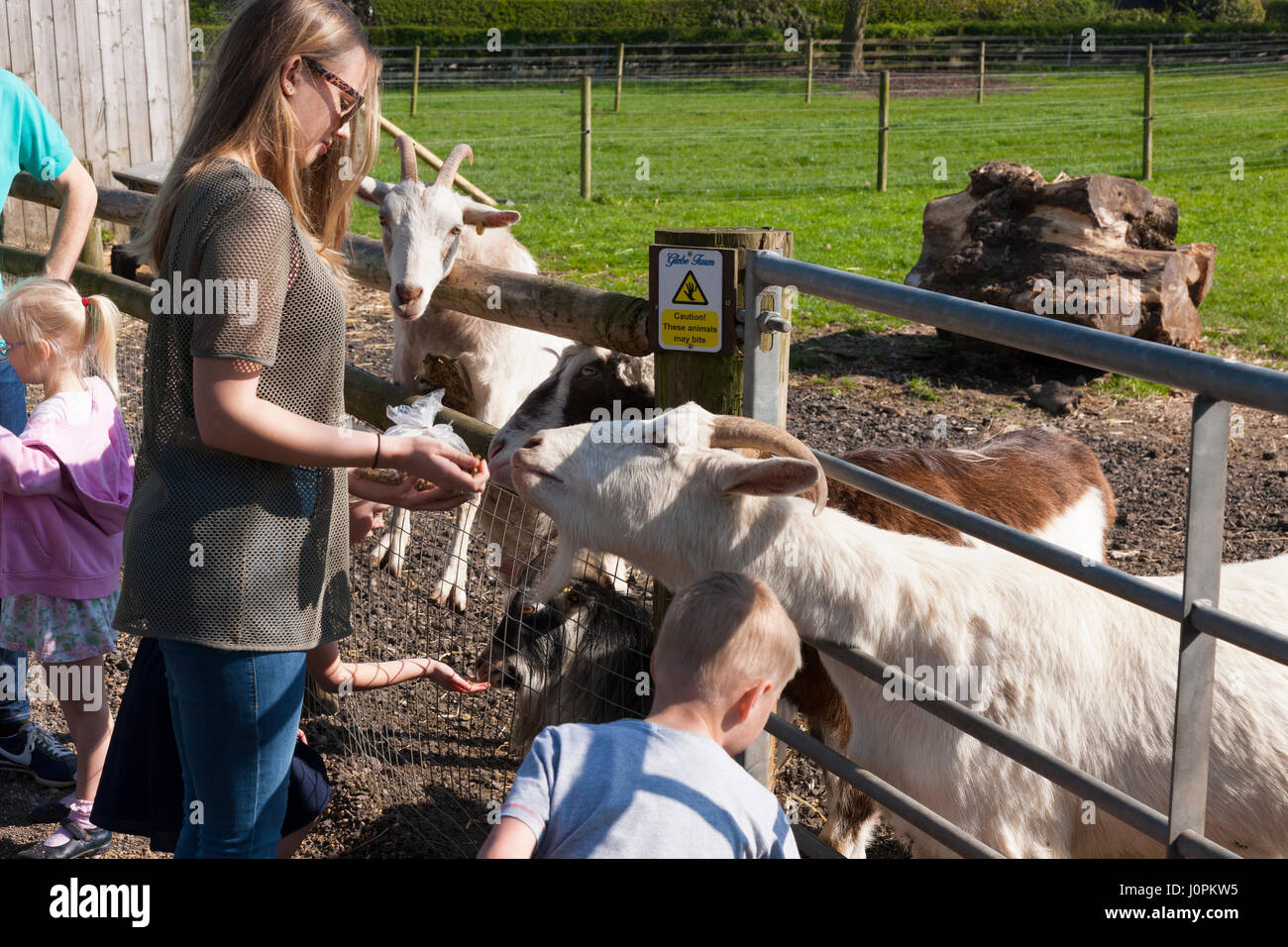 Familien / Besucher / Personen mit Kindern / Kinder / Kind füttern feeds essen – Karotten etc. – zu Ziegen auf Glebe Farm, Astbury, Congleton, Cheshire UK. Stockfoto