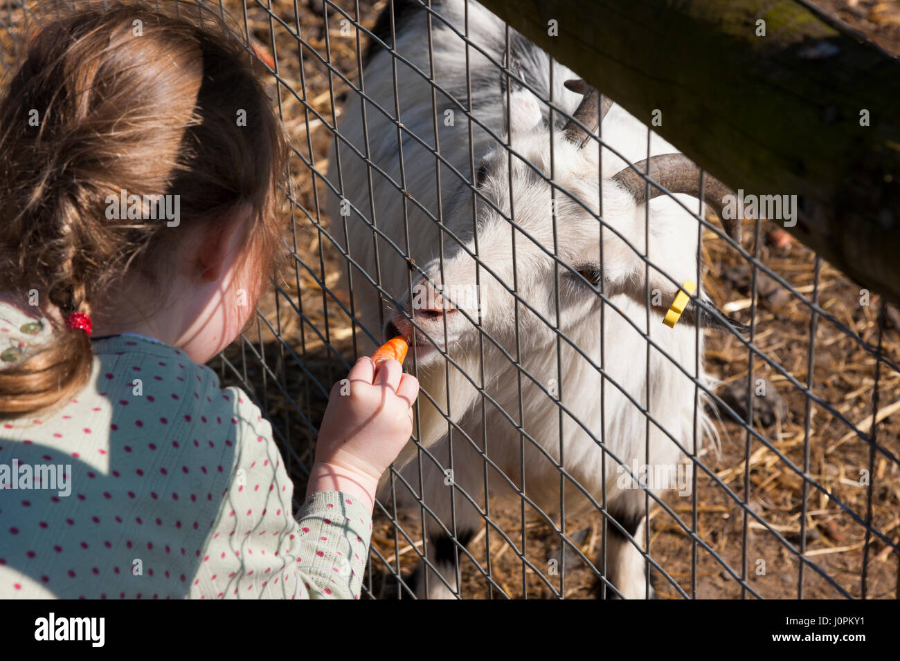 Familien / Besucher / Personen mit Kindern / Kinder / Kind füttern feeds essen – Karotten etc. – zu Ziegen auf Glebe Farm, Astbury, Congleton, Cheshire UK. Stockfoto