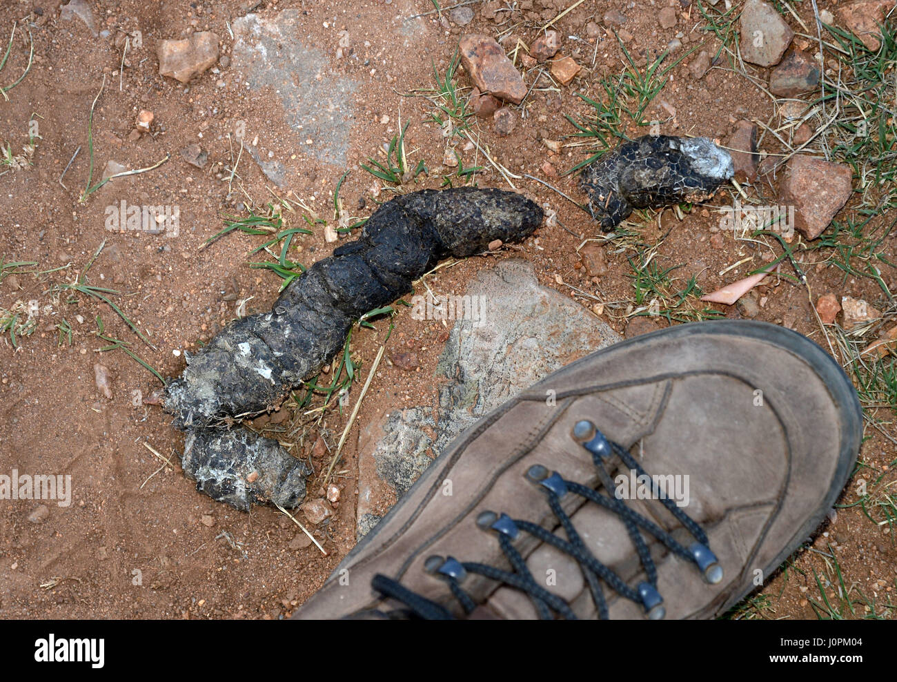 Berglöwen scat in der Nähe von Kentucky Camp in Santa Rita Mountains, Sonora-Wüste, Coronado National Forest Sonoita, Arizona, USA. Stockfoto