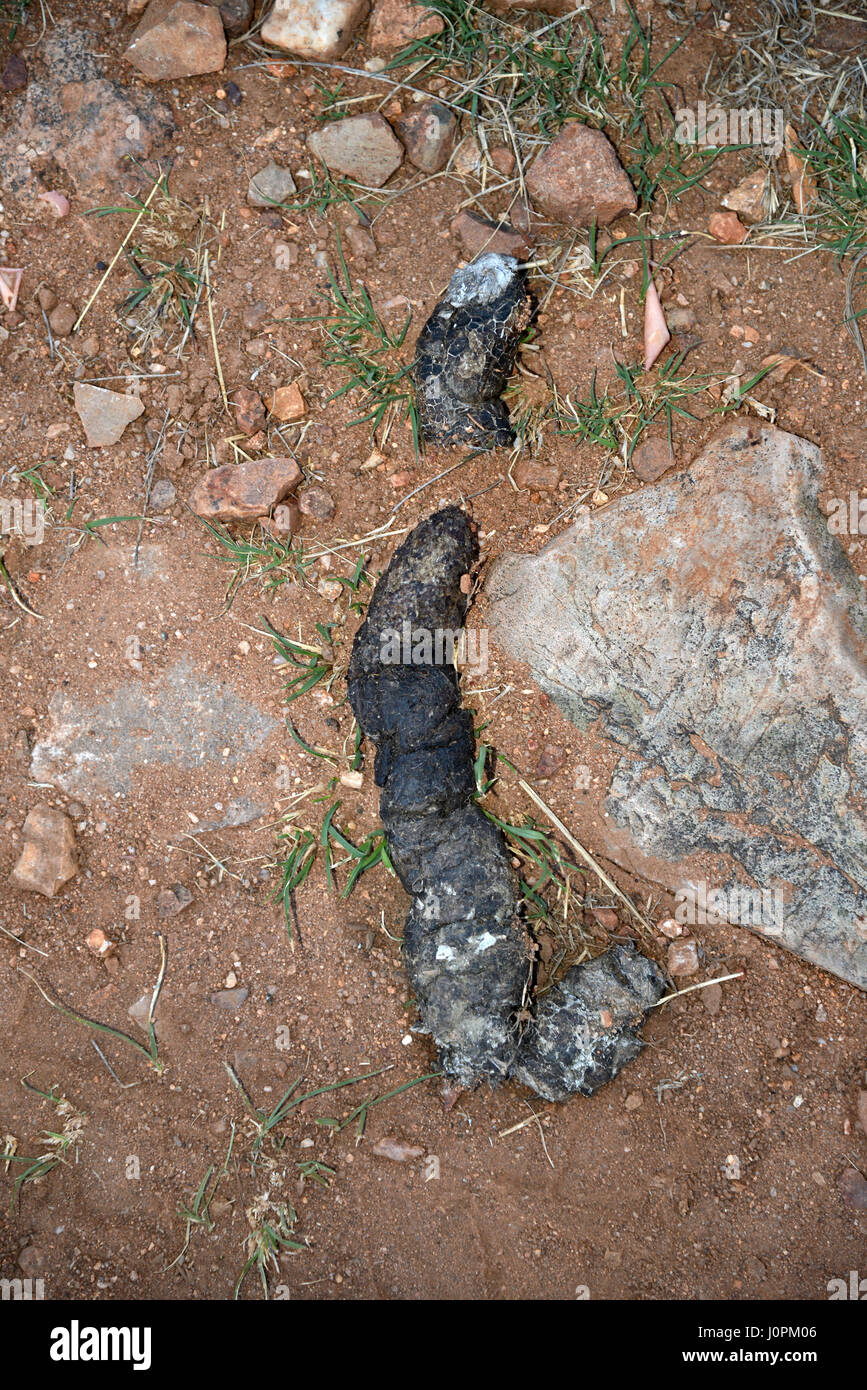 Berglöwen scat in der Nähe von Kentucky Camp in Santa Rita Mountains, Sonora-Wüste, Coronado National Forest Sonoita, Arizona, USA. Stockfoto