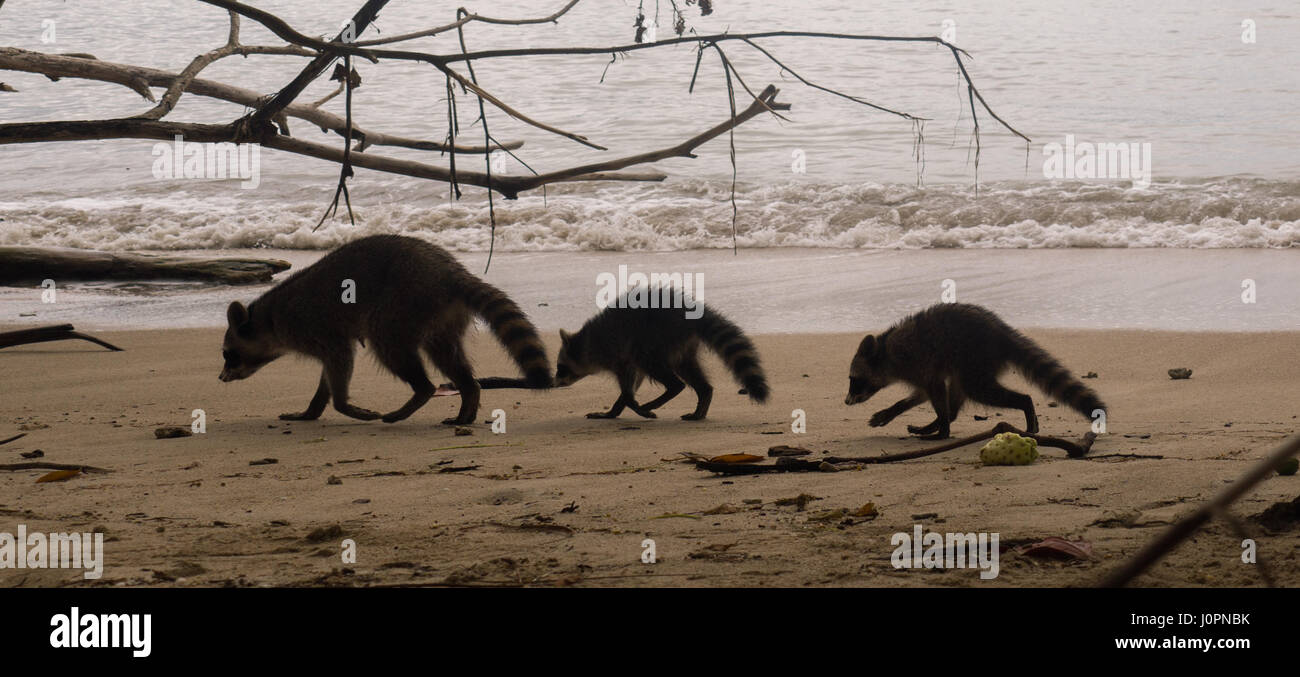 Waschbär-Familie in Cahuita Nationalpark am Karibik-Strand in Costa Rica Stockfoto