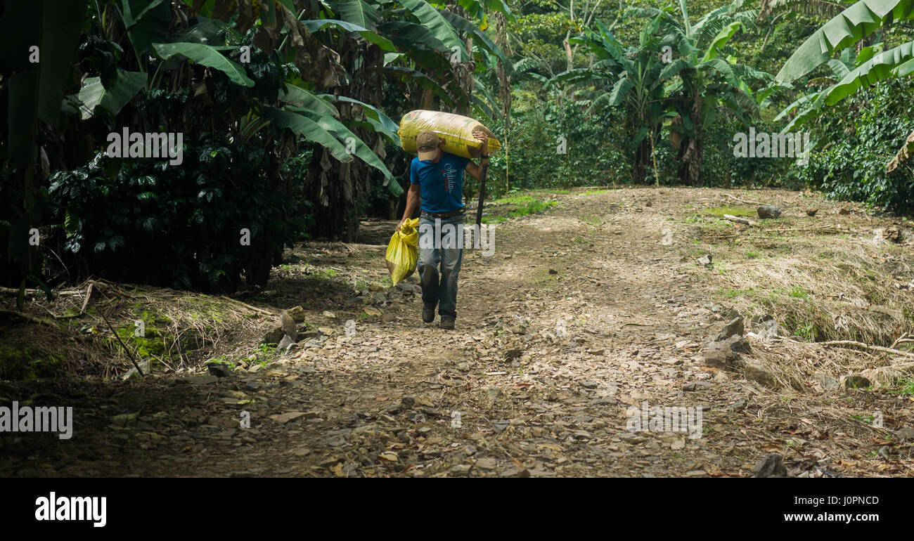 Landwirtschaftliche Arbeiter trägt eine Tasche von Kaffeebohnen und eine Machete auf eine Kaffeefarm Ih Jinotega Nicaragua Stockfoto