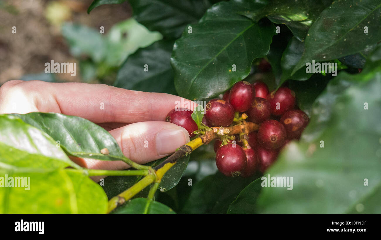 Hand-picking rote Arabica-Kaffeebohnen auf Kaffeebaum in Jinotega Nicaragua - Hand konzentriert Stockfoto
