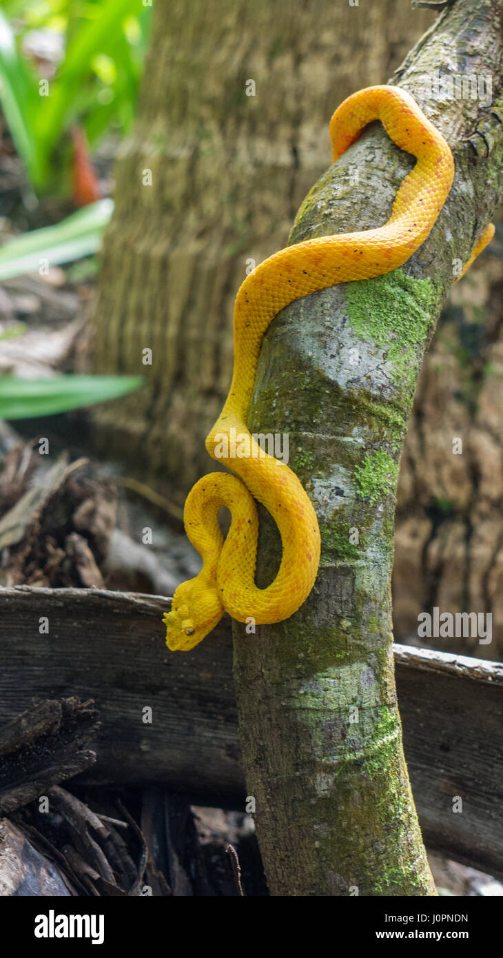 Gelbe Wimpern Palm Grubenotter Bothriechis Schlegelii Costa Rica Cahuita Nationalpark Stockfoto