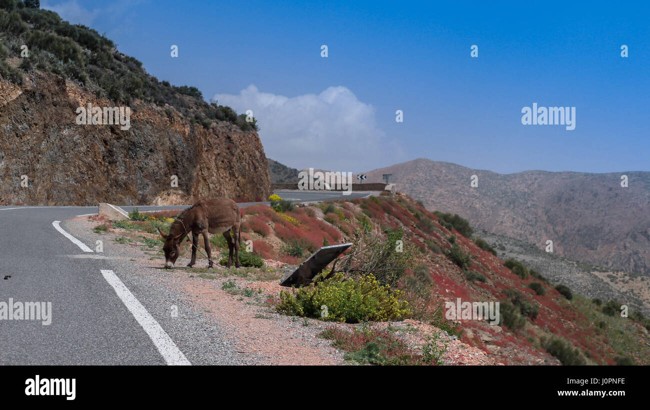 Ein Esel auf dem Weg fahren dem hohen Atlas Mountain Pass in Marokko Stockfoto