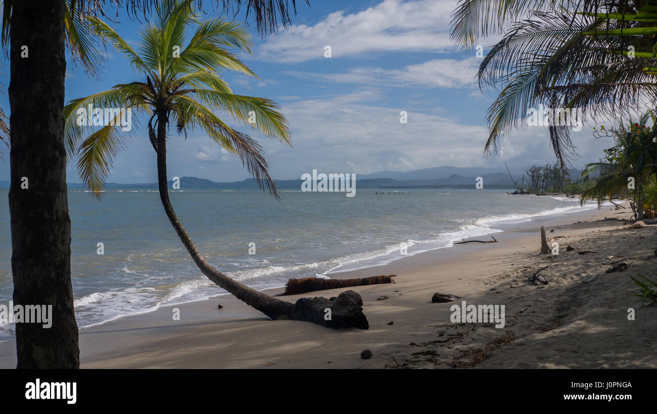Palmen Sie an einem karibischen Strand in Cahuita Nationalpark, Costa Rica Stockfoto