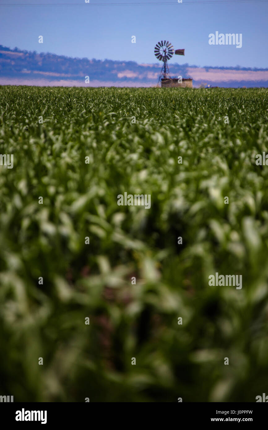 Eine Windmühle zieht Wasser aus das reiche Farmland von Liverpool Plains, NSW Australiafie Stockfoto