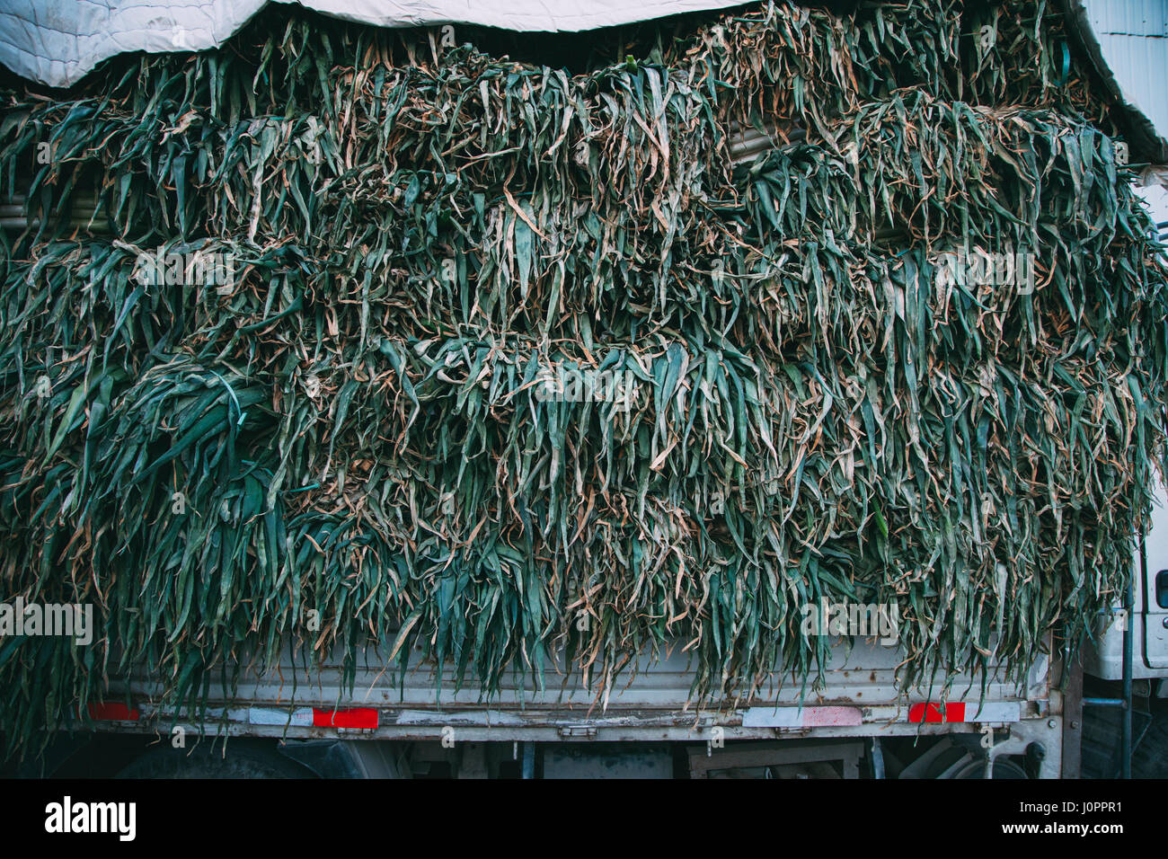 21, Dez. 2014 Peking China.green Zwiebeln für den Transport im Raster auf einem Auto Stockfoto