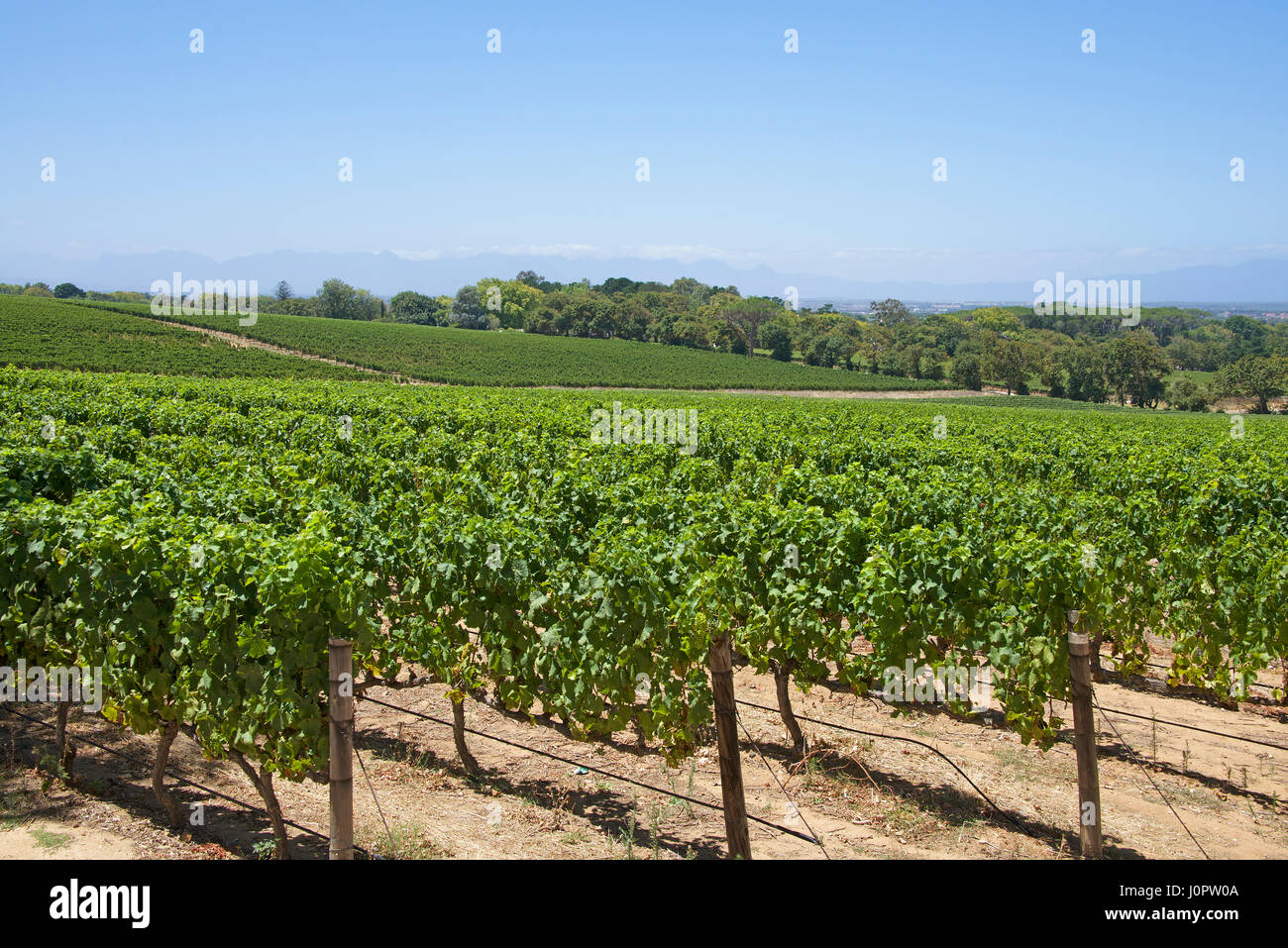 Weingut Groot Constantia Weingut Constantia Kapstadt Südafrika Stockfoto