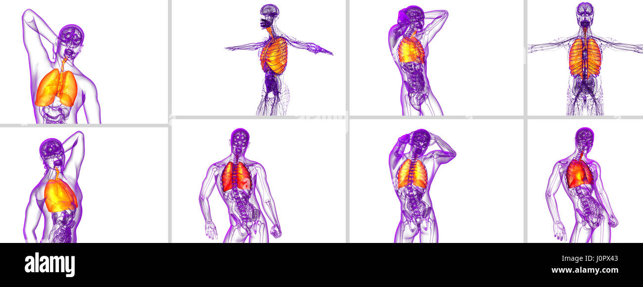 3D Rendering medizinische Illustration der menschlichen Atemwege - Rückansicht Stockfoto