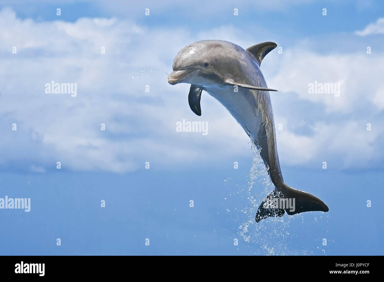 Juvenile Tümmler, Tursiops Truncatus, Karibik, Bahamas Stockfoto