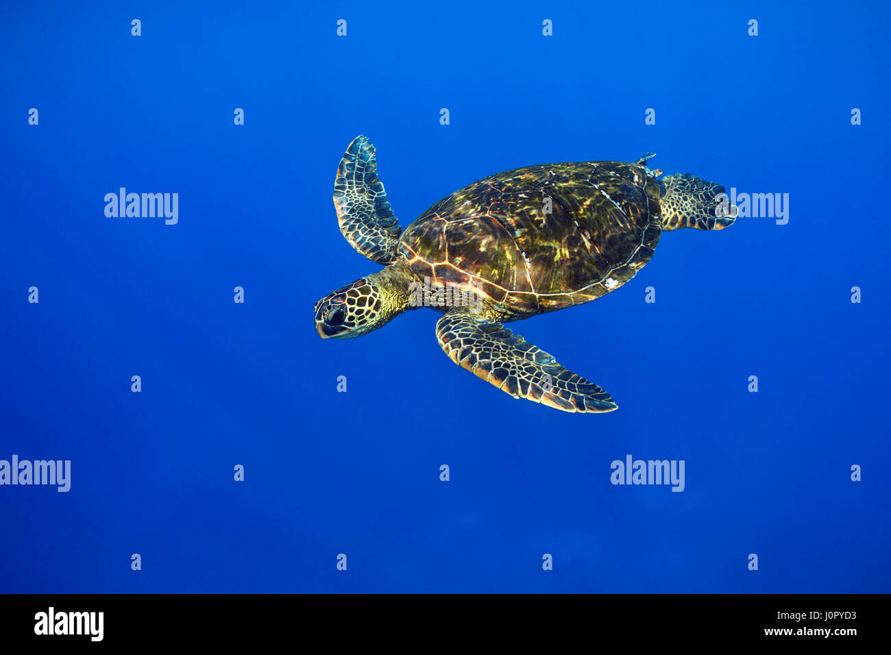 Green Sea Turtle, Chelonia Mydas, Hawaii, USA Stockfoto