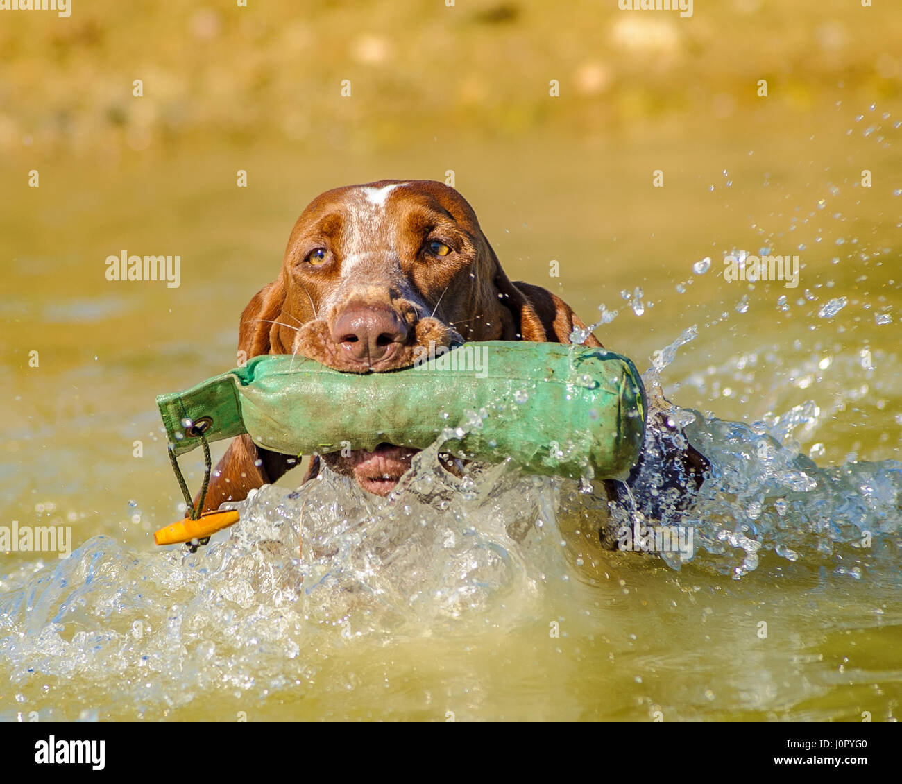 Bracco Italiano, das italienische Zeiger Hund oder mit einem Dummy in einem See Stockfoto