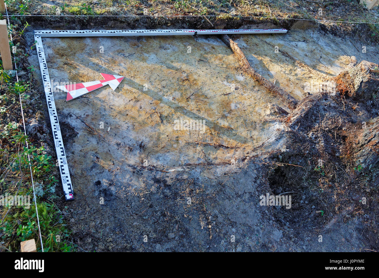 Bühne der archäologischen Arbeiten - Kennzeichnung der Ausgrabung in der Taiga Stockfoto