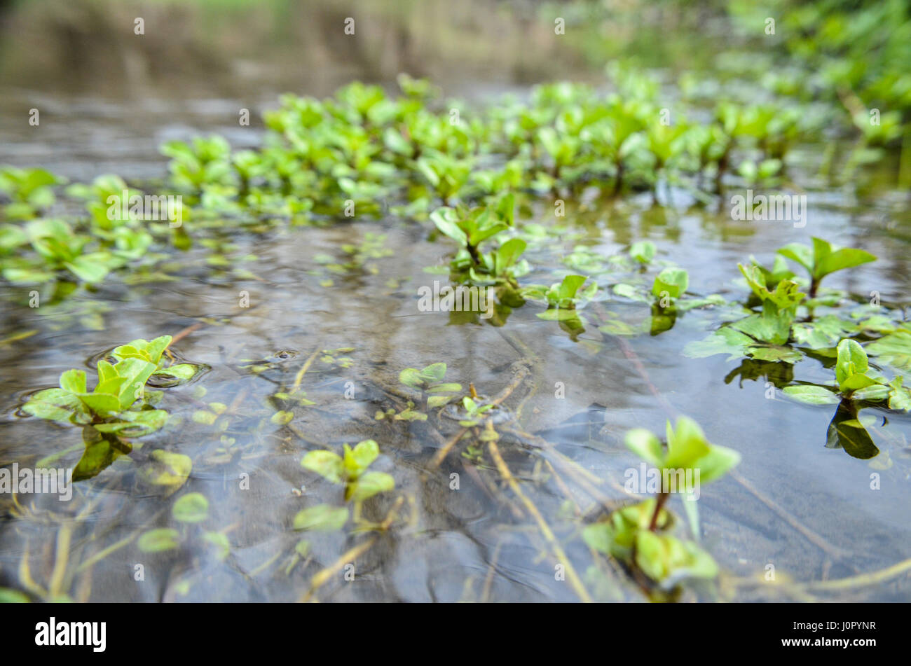 Wasserpflanzen Algen im Fluss Stockfoto