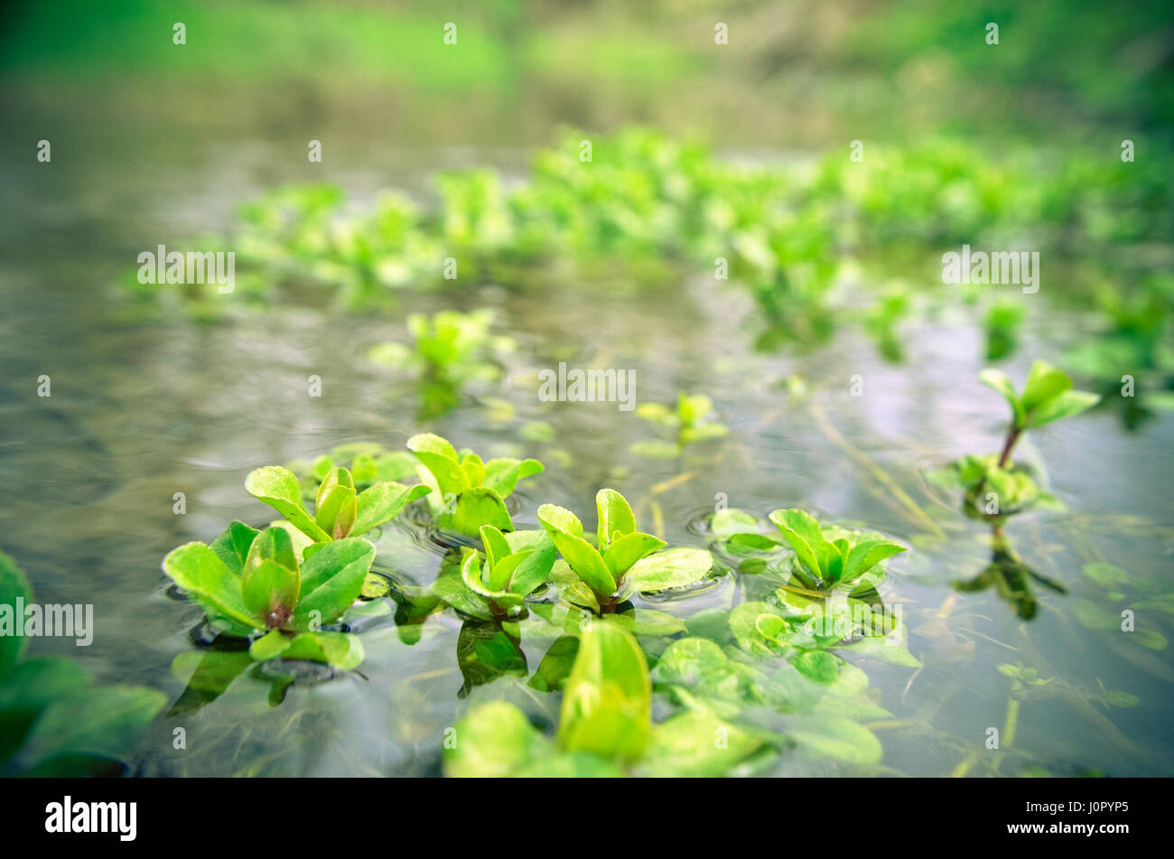 Wasserpflanzen Algen im Fluss Stockfoto
