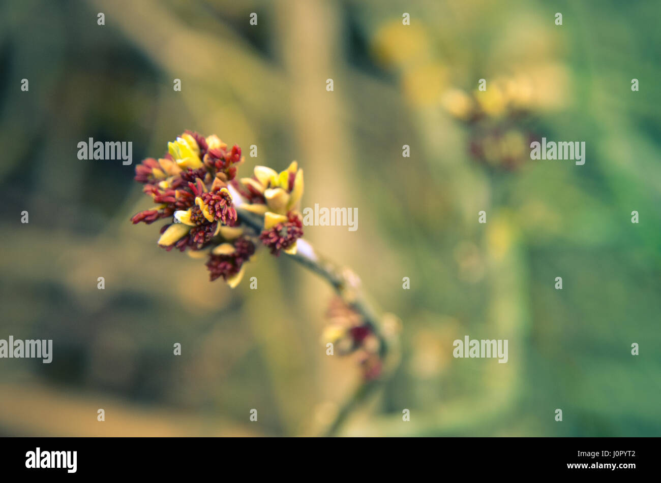 Acer Negundo Box Elder, Boxelder Ahornholz, Asche – blättrige Ahorn Blume blühen im zeitigen Frühjahr Stockfoto