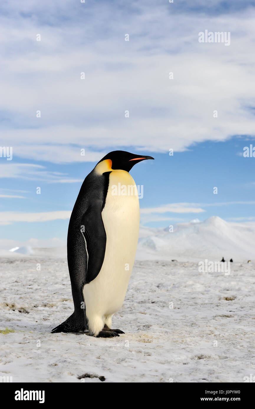 Kaiser-Pinguin auf dem Schnee Stockfoto