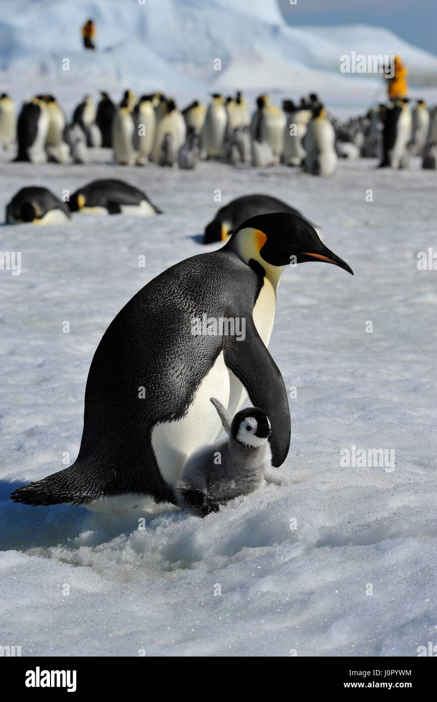 Kaiserpinguine mit Küken Stockfoto