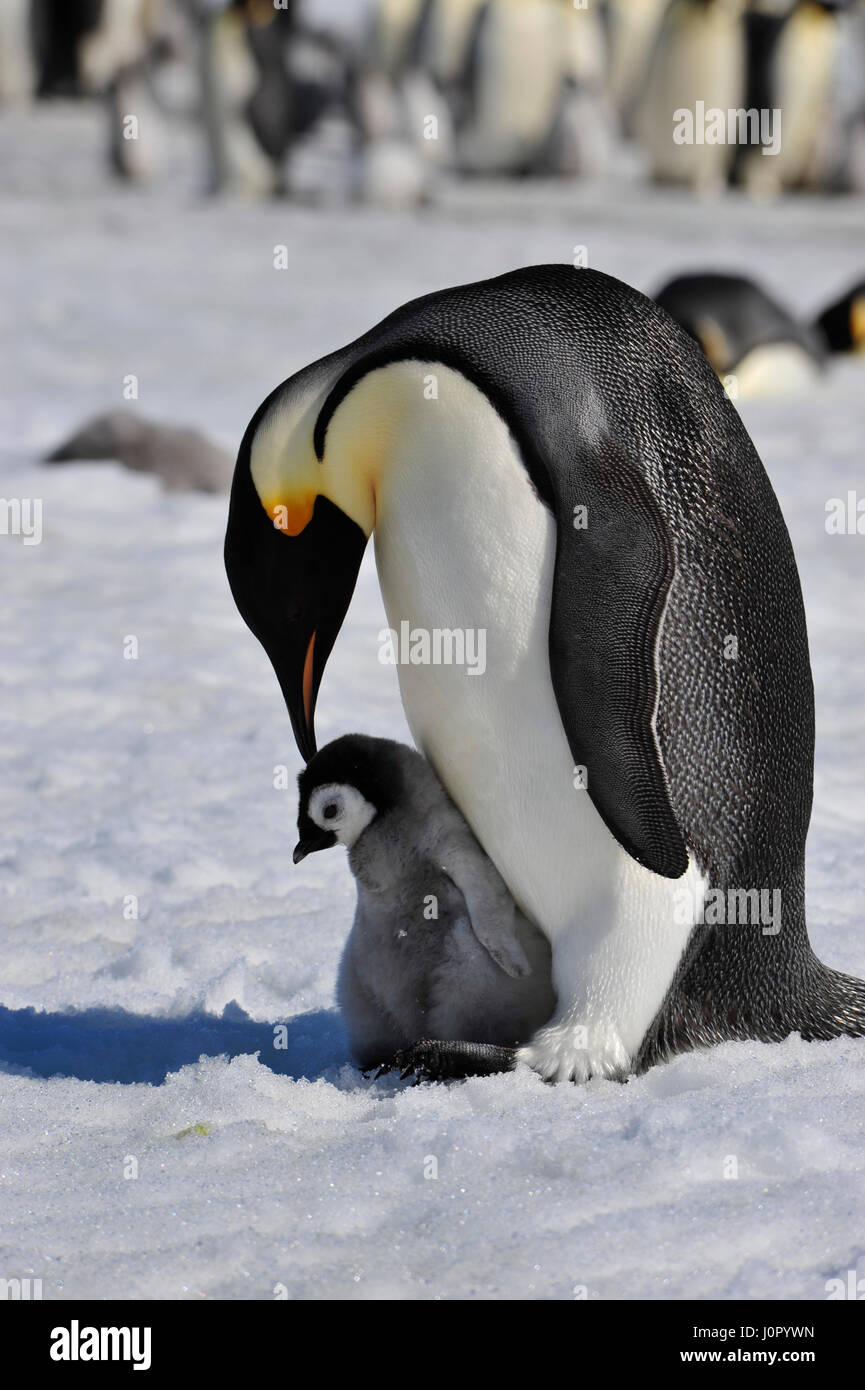 Kaiserpinguine mit Küken Stockfoto