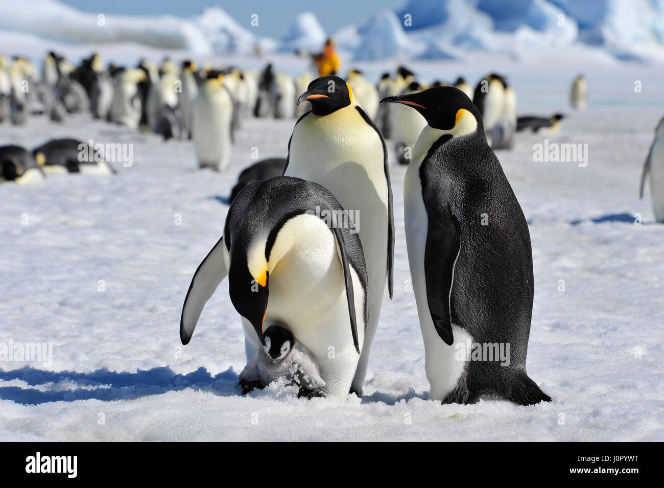 Kaiserpinguine mit Küken Stockfoto
