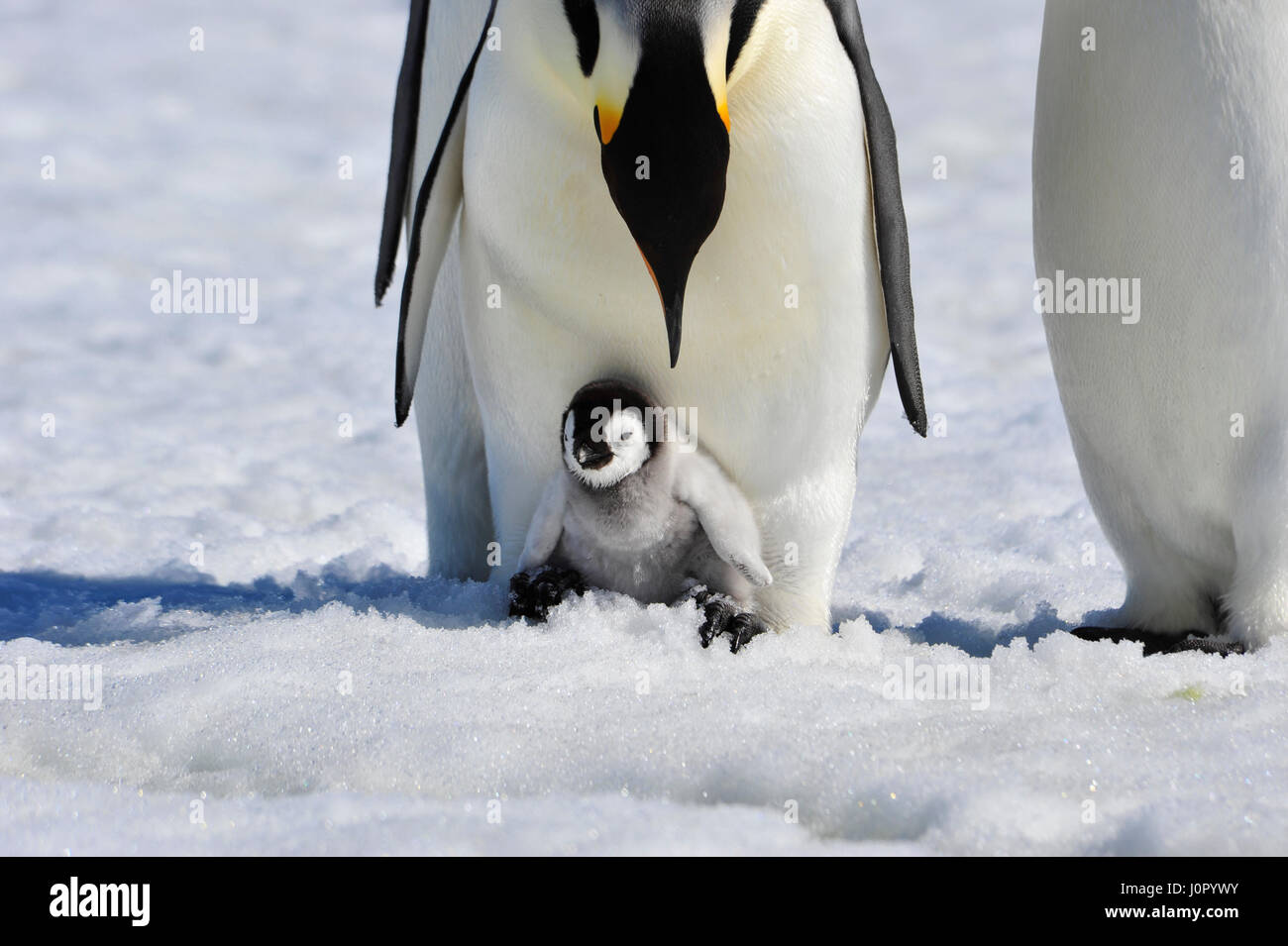 Kaiserpinguine mit Küken Stockfoto