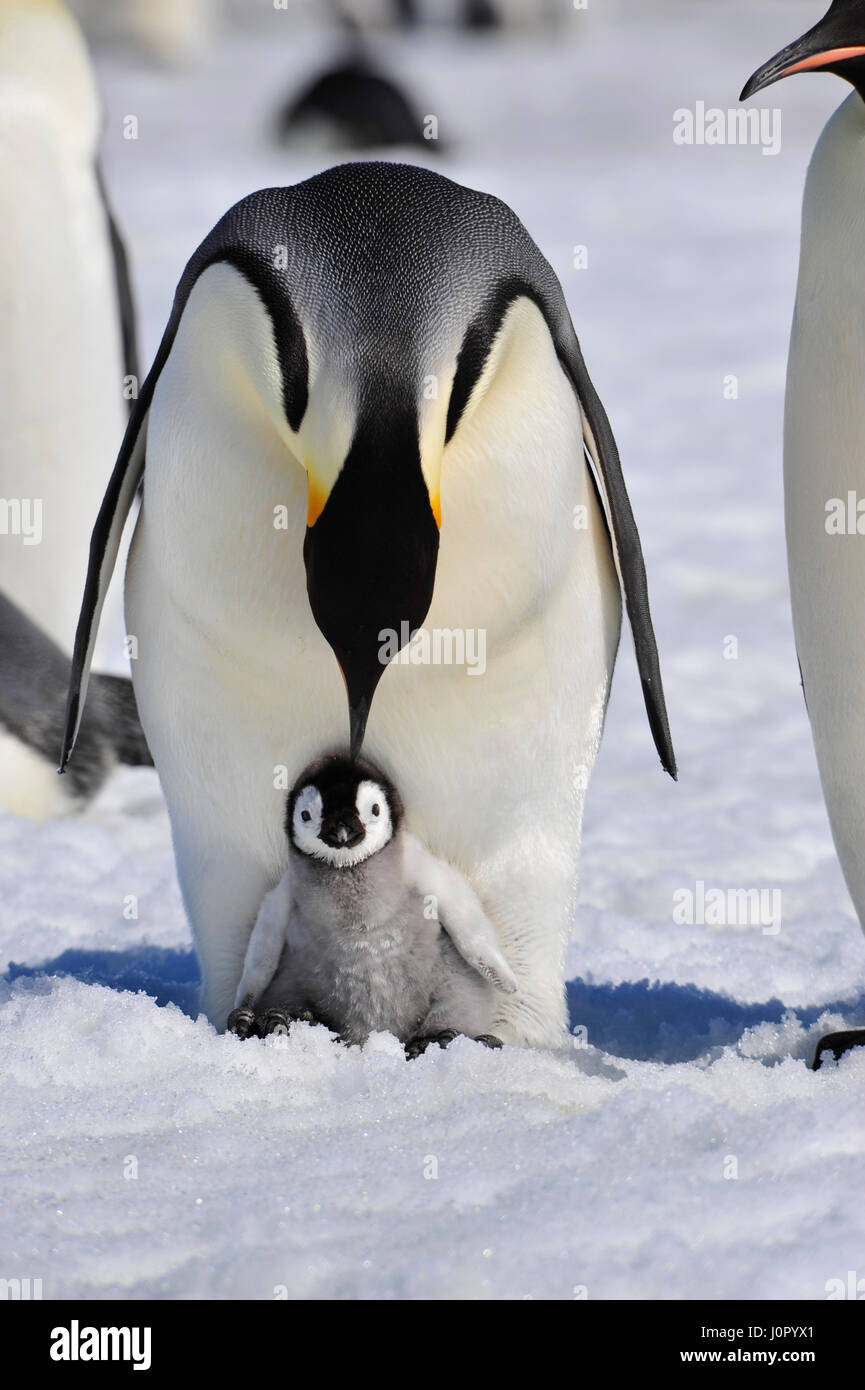 Kaiserpinguine mit Küken Stockfoto
