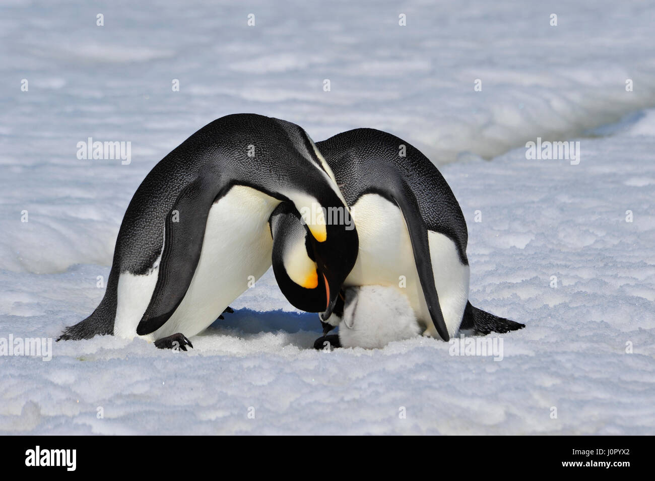 Kaiserpinguine mit Küken Stockfoto