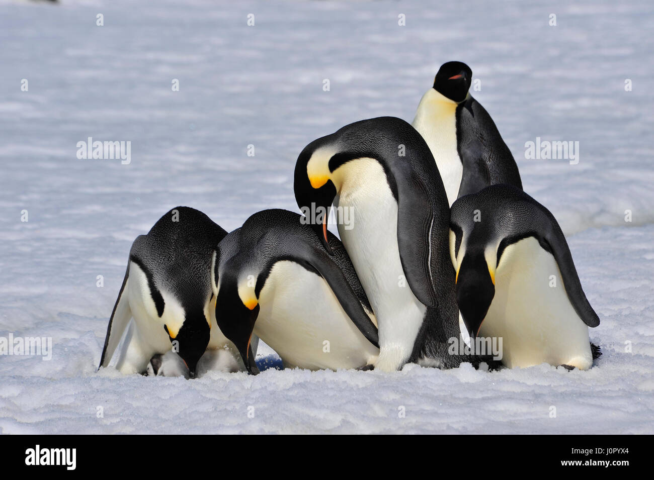 Kaiserpinguine mit Küken Stockfoto