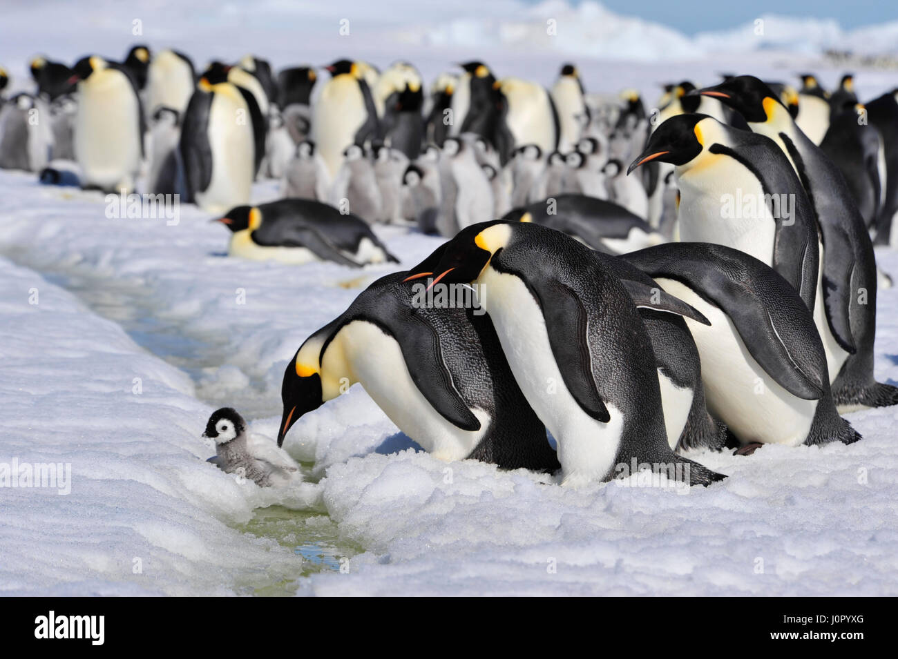 Kaiserpinguine mit Küken Stockfoto