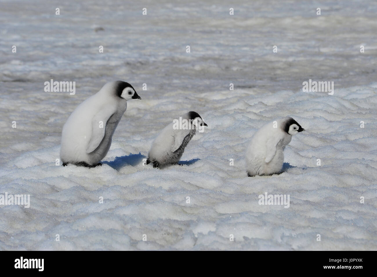 Kaiserpinguin-Küken in der Antarktis Stockfoto