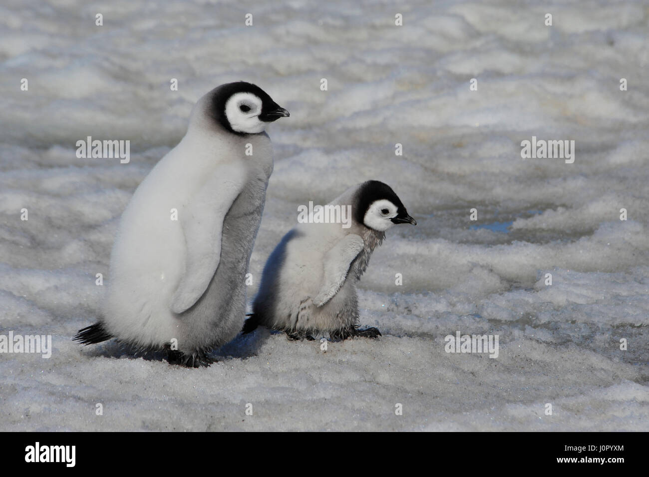 Kaiserpinguin-Küken in der Antarktis Stockfoto