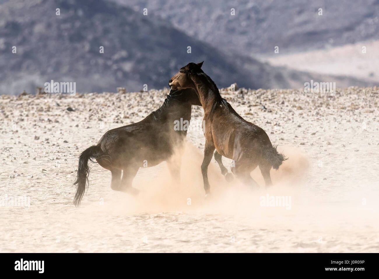 Namibische Wüste Wildpferde kämpfen Stockfoto
