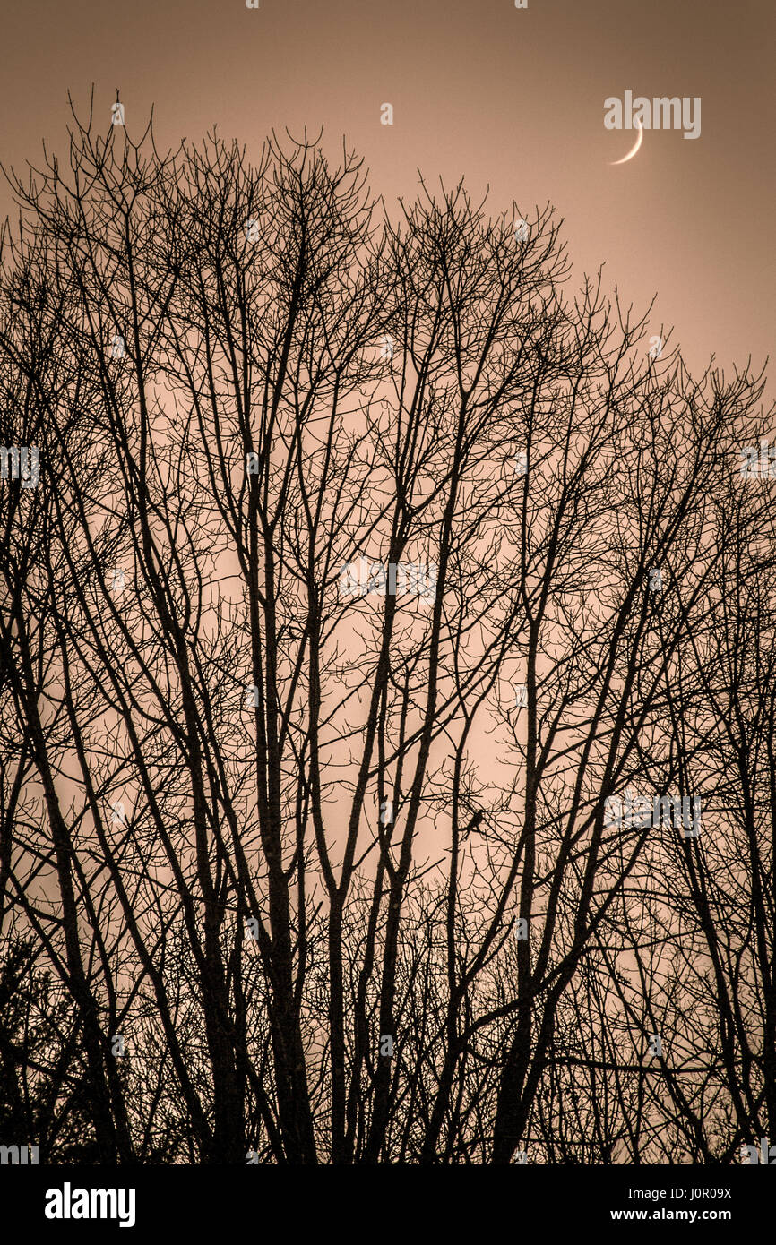 Ein Vogel sitzt in einem Baum, wenn der Mond aufgeht. Stockfoto