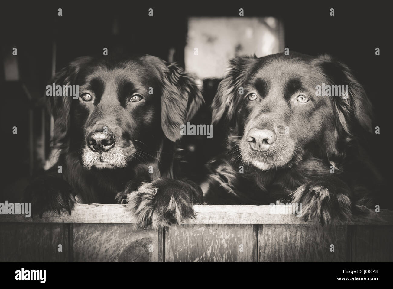 Zwei Hunde, die besten Freunde sind schauen Sie über die halbe Tür, außerhalb zu sehen. Stockfoto