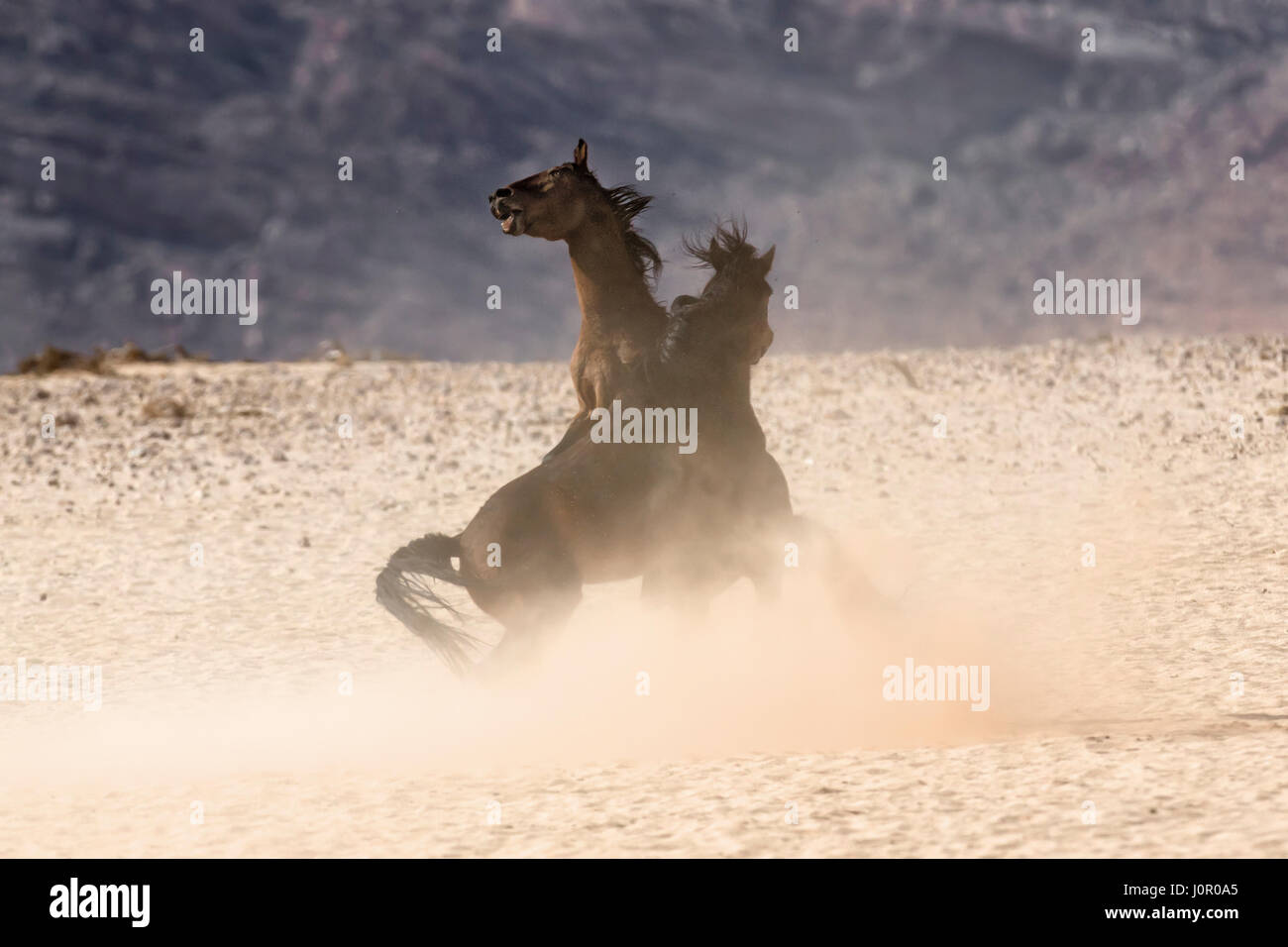 Namibische Wüste Wildpferde kämpfen Stockfoto