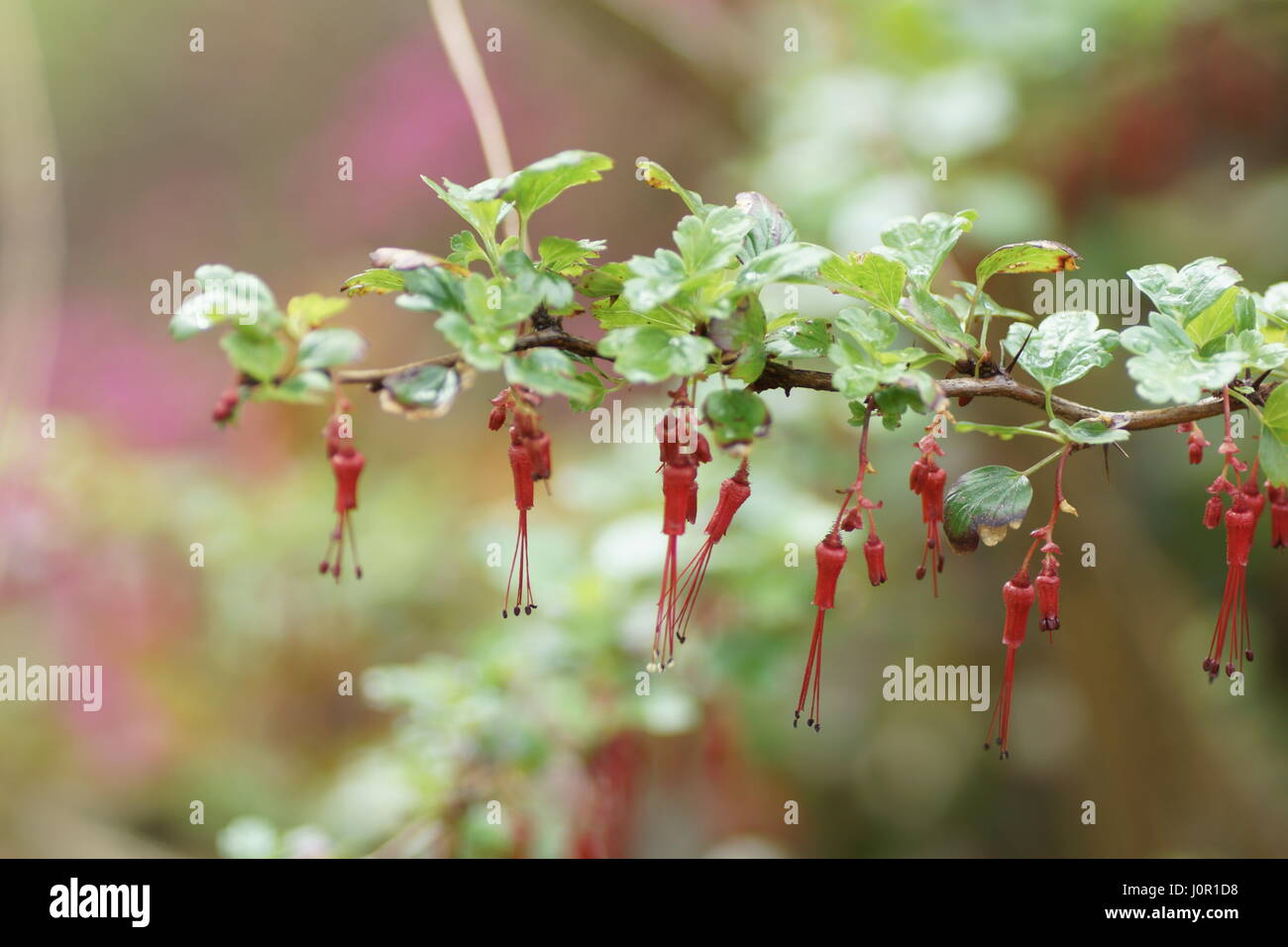 Ribes Speciosum an Clyne Gärten, Swansea, Wales, UK. Stockfoto