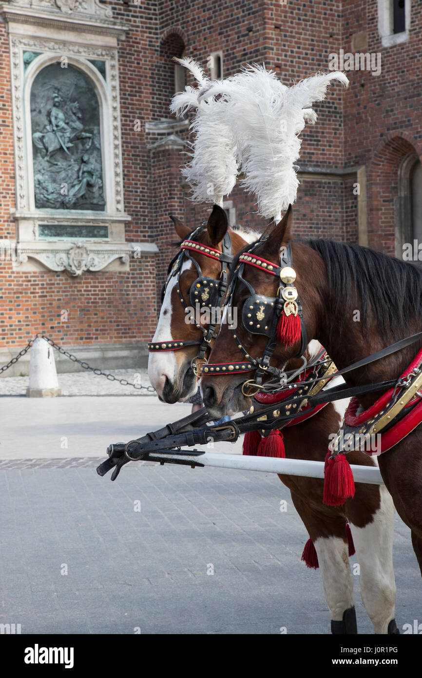 Ein paar Pferde in Krakau mit dekorative Kopfbedeckung Stockfoto